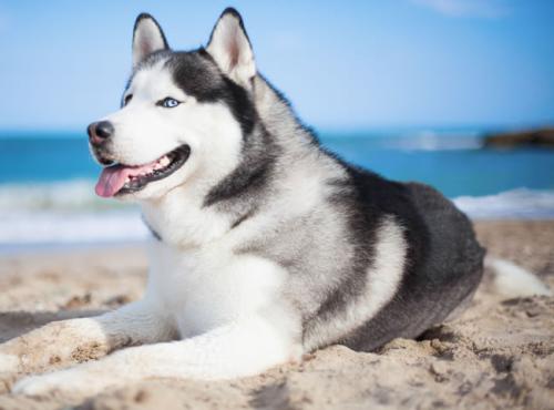 ƶ|ɽ׵طƶǨƶ˿ȫȶƶ